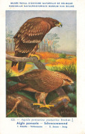 Aigle Pomarin , Schreeuwarend * CPA Illustrateur DUPOND * Thème Oiseau Oiseaux Bird Birds - Oiseaux