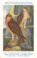 Aigle à Queue Barrée , Bonelli's Arend * CPA Illustrateur DUPOND * Thème Oiseau Oiseaux Bird Birds - Oiseaux