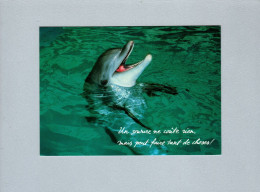 Dauphins - Dolphins