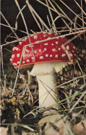Champignons * 3 CPA * Thème Mushroom Mushrooms Champignon - Hongos