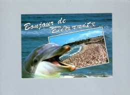 Dauphins - Dolphins