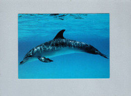 Dauphins - Dolfijnen