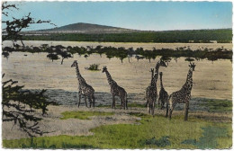 Faune Africaine Des Girafes - Girafes