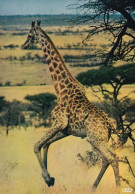 Faune Africaine Une Girafe - Girafes