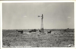 11206207 Texas_City Rinder Cattle Grazing Scene - Other & Unclassified