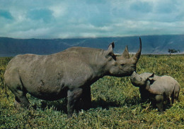 Faune Africaine Rhinocéros - Neushoorn