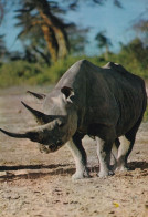 Faune Africaine Rhinocéros - Rhinoceros