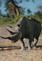 Faune Africaine Rhinocéros - Rhinocéros