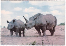 Faune Africaine Rhinocéros - Rhinocéros