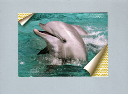 Dauphins - Delfines