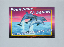 Dauphins - Delfines