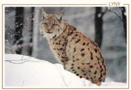 Lynx Dans Nos Forêts Enneigées - Autres & Non Classés