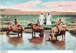 4V1FP   Egypte Buffalos In The Nile - Autres & Non Classés