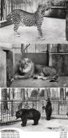 3V11Ch   Lot De 3 Cpsm Format Cpa Animaux Ours Lion Panthére - Sammlungen & Sammellose