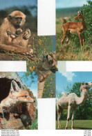 3V11Ch   Lot De 5 Cpa Animaux Chameau, Gazelle, Singe, Lion, Renard En TBE - Collections & Lots