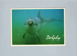 Dauphins - Delphine