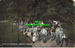 R587391 Scene In Zoological Gardens. London. 1906 - Autres & Non Classés