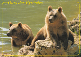 Ours Brun D'Europe - Osos