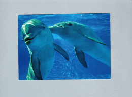 Dauphins - Dolphins