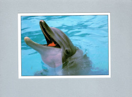 Dauphins - Delfines