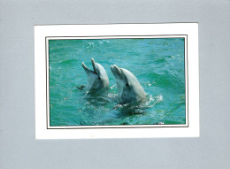 Dauphins - Delfini