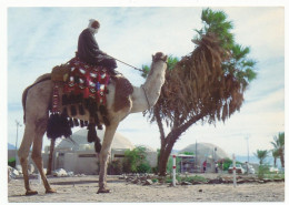 CPSM 10.5 X 15 Israël (59) EILAT Camel And Rider With Underwater Observatory In The Background* - Israel