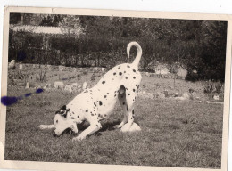 Snapshot Superbe Chien Pet Dog Dalmatien 50s 60s - Anonyme Personen