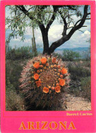 Fleurs - Plantes - Cactus - Arizona - Barrel Cactus In Bloom - Etats Unis - United States - USA - CPM - Voir Scans Recto - Cactussen