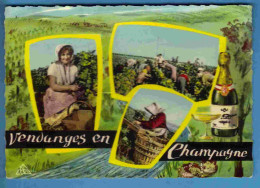 Vignes - Vendanges - Champagne - Multivues - Ecrite - Wijnbouw