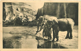 Animaux - Eléphants - Paris - Parc Zoologique Du Bois De Vincennes - Muséum National D'Histoire Naturelle - Le Plateau D - Éléphants