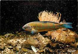 Animaux - Poissons - Aquarium De La Rochelle - 17.300.14 - Thalasoma Lunare - Spirographe - Tropiques - Carte Neuve - CP - Fish & Shellfish