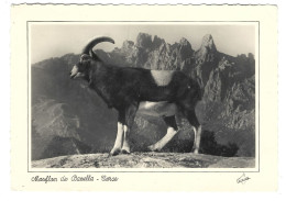 20 2A  Mouflon De Bavella - Otros & Sin Clasificación