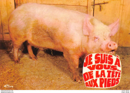 Humour Cochons  "JE SUIS A VOUS ..DE LA TETE AUX PIEDS." - Pigs