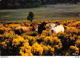 Beaux Sites De La Lozère - Pâturages Au Printemps - Vaches - Cows