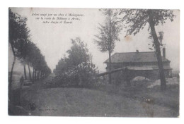 Arbre Coupé Par Un Obus à MADAGASCAR ( 08 LAIFOUR ) Sur La Route De Béthune à Arras Entre Auzin Et Ecurie - Guerra 1914-18