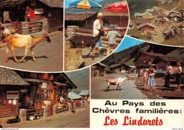 LES LINDARETS Près De MORZINE (Haute-Savoie) Au Pays Des Chèvres Familières Cpm GF - Altri & Non Classificati