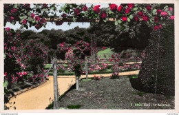 La Roseraie De Bagatelle, Située Dans Le Parc De Bagatelle Au Bois De Boulogne - Cpsm Dentelée PF - Parcs, Jardins