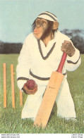 CRICKET "CLEAN BOWLED" Noddy The Chimp At TWYCROSS ZOO,  ATHERSTONE, WARWICKSHIRE, - Affen
