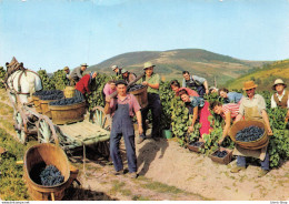 AGRICULTURE # VIGNE # MÉTIER - VIGNERON VENDANGES BEAUJOLAISES - ATTELAGE DE CHEVAL Cpsm GF 1963 - Vigne