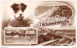 Angleterre > Hampshire > Bournemouth - Greetings From BOURNEMOUTH - Dog/chien Fox Terrier Cpsm - Bournemouth (bis 1972)