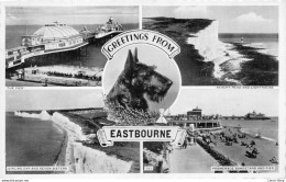 Angleterre > Sussex > Eastbourne - Greetings From EASTBOURNE - Dog/chien Scottish Terrier Cpsm - Eastbourne