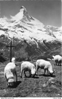 SUISSE VS Zermatt, Matterhorn Und Sunnegga # Schaf # Moutons Au Pâturage  Cpsm PF 1965 - Zermatt