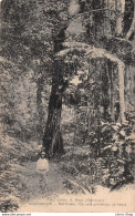 MARTINIQUE Nos Forêts -  Un Coin Pittoresque De Balata Collect. A. Benoit (Martinique) Cpa ± 1920 - Other & Unclassified