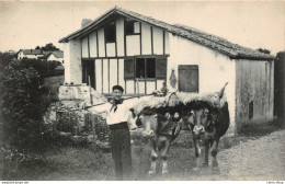 Guéthary (64)  Ferme Basque - Paysan Accompagné D'une Paire De Bœufs # Agriculture #M. D - Granja