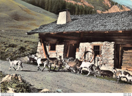 ANIMAUX DES ALPES Petites Chèvres Des Montagnes Partant En Alpages - Veeteelt