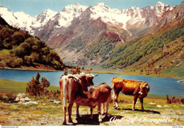 LES PYRENEES -  Le Lac D'Estaing - Apéritif Champêtre - Vaches Et Veau Cpm GF - Mucche