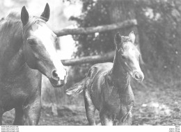 Chevaux - Jument Et Son Poulain - Éd. Paty & Sweety - Horses