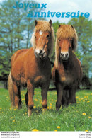 Joyeux Anniversaire / Chevaux - Éd. La Messagerie - Horses