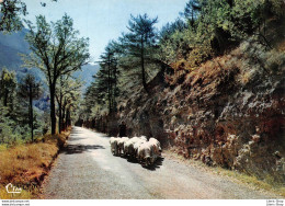 [48] Paisible Rencontre Sur Une Route De Lozère # Moutons # Berger - Andere & Zonder Classificatie