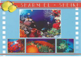 Sharm El Sheikh - Sharm El Sheikh